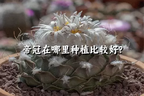 帝冠在哪里种植比较好？