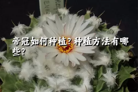 帝冠如何种植？种植方法有哪些？