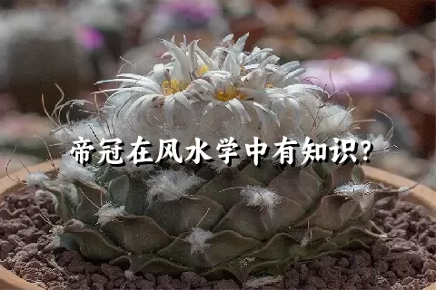 帝冠在风水学中有知识？