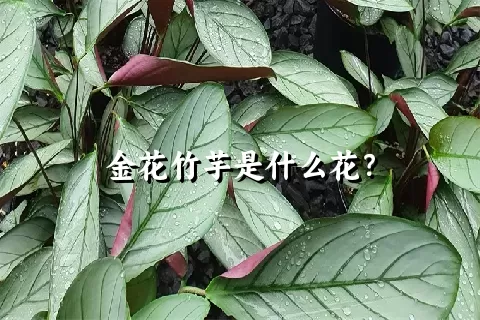 金花竹芋是什么花?