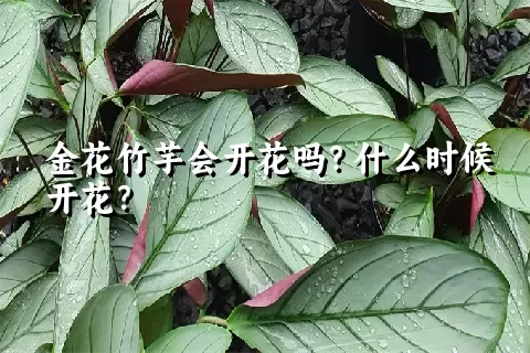 金花竹芋会开花吗？什么时候开花？