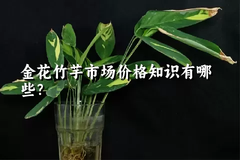 金花竹芋市场价格知识有哪些?