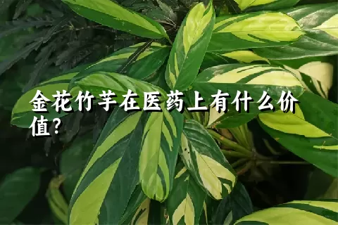 金花竹芋在医药上有什么价值？