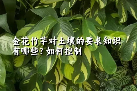 金花竹芋对土壤的要求知识有哪些?如何控制