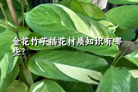 金花竹芋插花材质知识有哪些？
