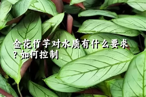 金花竹芋对水质有什么要求?如何控制