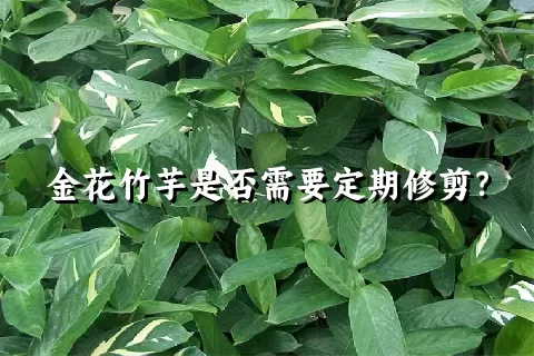 金花竹芋是否需要定期修剪？