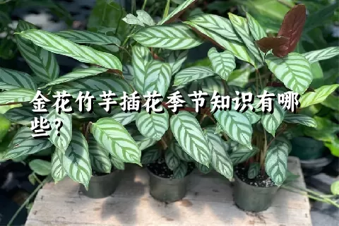 金花竹芋插花季节知识有哪些？