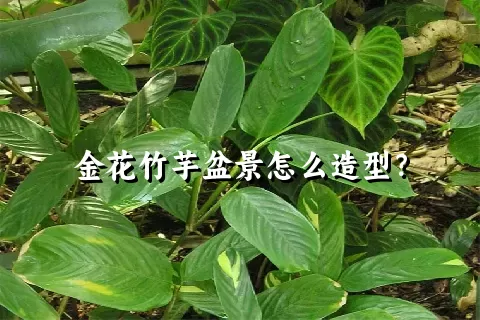 金花竹芋盆景怎么造型？
