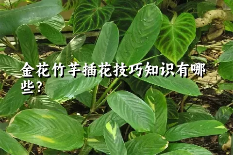 金花竹芋插花技巧知识有哪些？