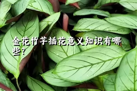 金花竹芋插花意义知识有哪些？