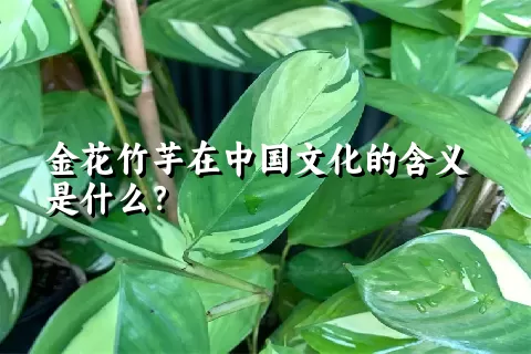 金花竹芋在中国文化的含义是什么?