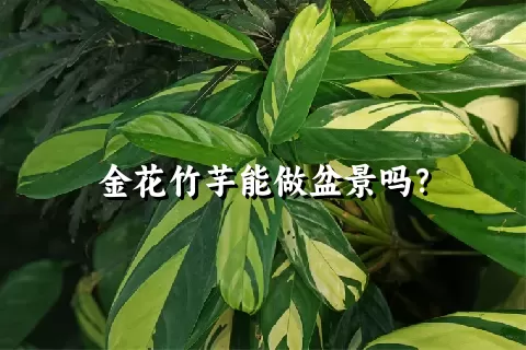 金花竹芋能做盆景吗？