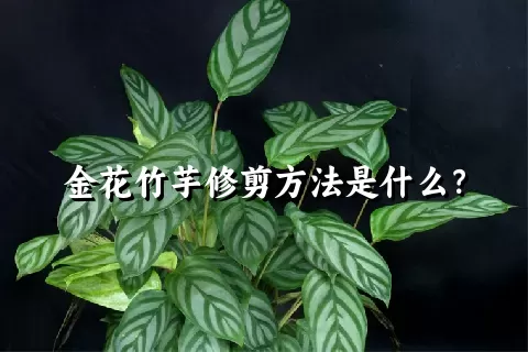 金花竹芋修剪方法是什么？
