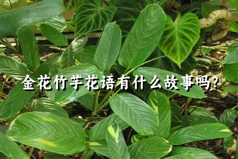 金花竹芋花语有什么故事吗?
