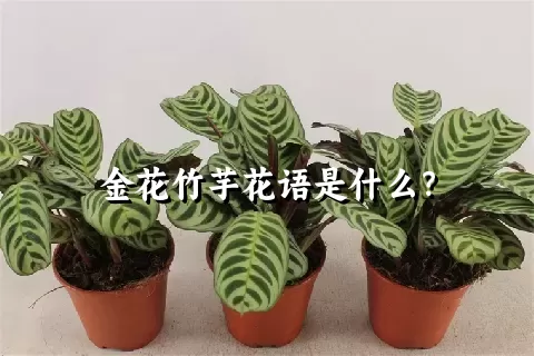金花竹芋花语是什么?