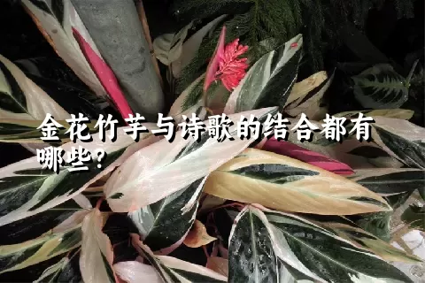 金花竹芋与诗歌的结合都有哪些?