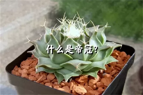 什么是帝冠？