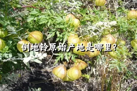 倒地铃原始产地是哪里？
