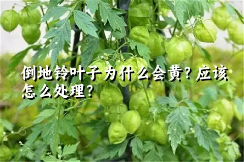 倒地铃叶子为什么会黄？应该怎么处理？