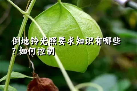 倒地铃光照要求知识有哪些？如何控制
