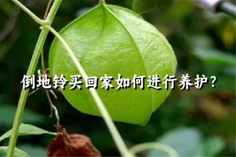 倒地铃买回家如何进行养护？