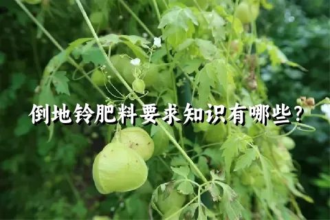 倒地铃肥料要求知识有哪些？