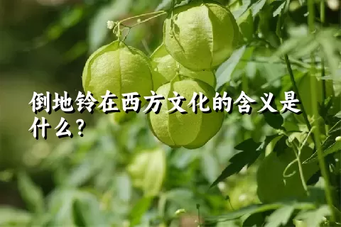 倒地铃在西方文化的含义是什么？