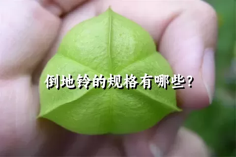 倒地铃的规格有哪些？