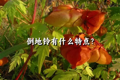 倒地铃有什么特点？