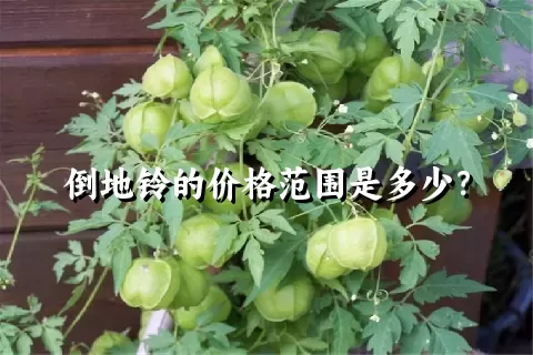 倒地铃的价格范围是多少？