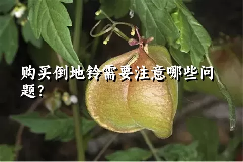 购买倒地铃需要注意哪些问题？