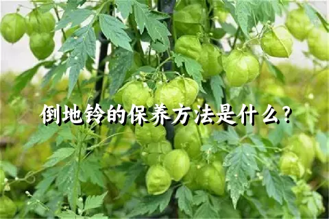 倒地铃的保养方法是什么？
