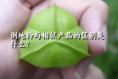 倒地铃与相似产品的区别是什么？