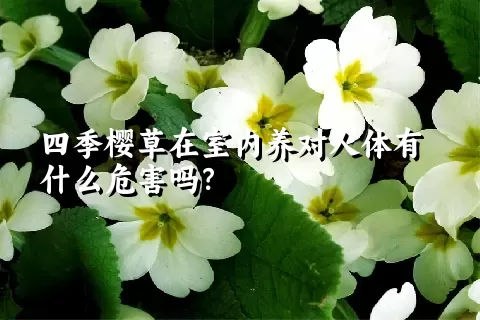 四季樱草在室内养对人体有什么危害吗？