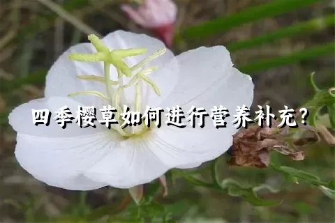 四季樱草如何进行营养补充？