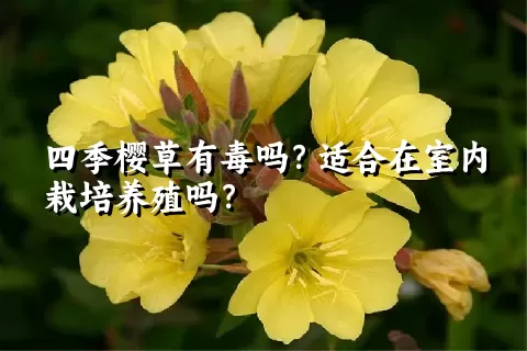 四季樱草有毒吗？适合在室内栽培养殖吗？