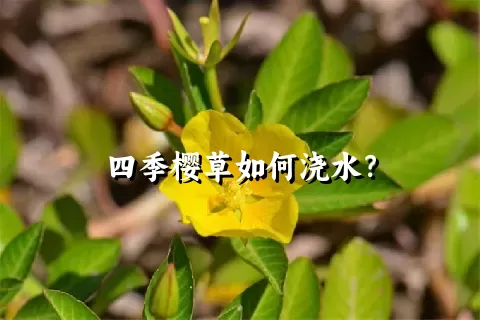 四季樱草如何浇水？