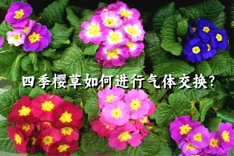 四季樱草如何进行气体交换？