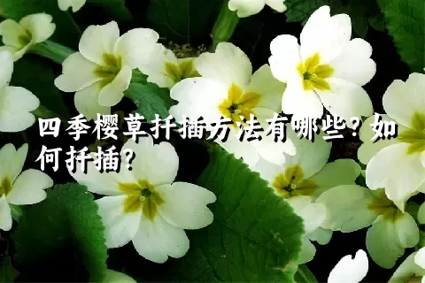 四季樱草扦插方法有哪些？如何扦插？