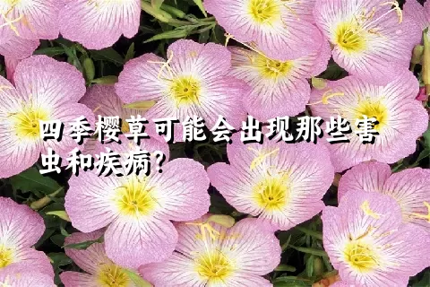 四季樱草可能会出现那些害虫和疾病？