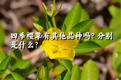 四季樱草有其他品种吗？分别是什么？