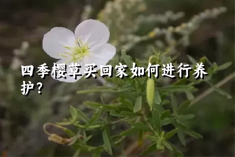 四季樱草买回家如何进行养护？