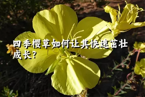 四季樱草如何让其快速茁壮成长？