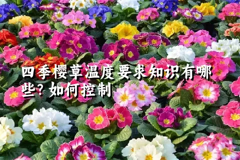 四季樱草温度要求知识有哪些？如何控制