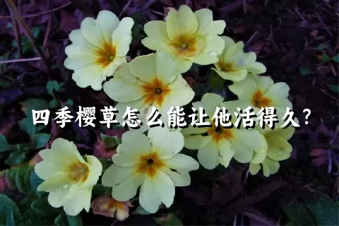 四季樱草怎么能让他活得久？