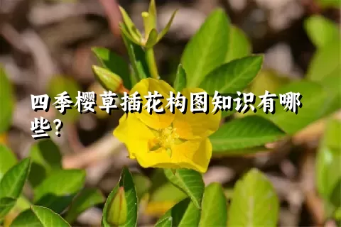 四季樱草插花构图知识有哪些？