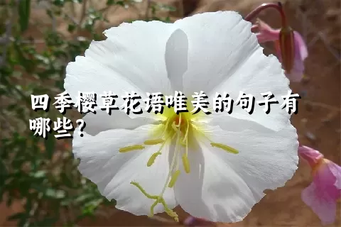 四季樱草花语唯美的句子有哪些？