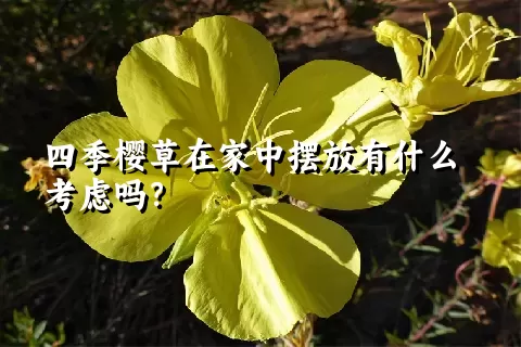 四季樱草在家中摆放有什么考虑吗？