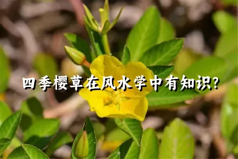 四季樱草在风水学中有知识？